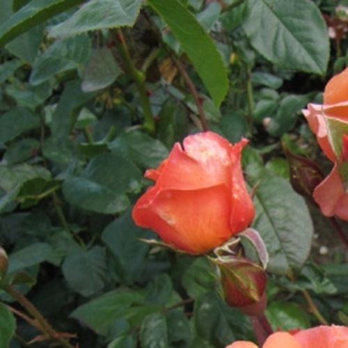 Rosa Bright Future - orange - Fleurs groupées en bouquet - rosier à haute tige - retombant